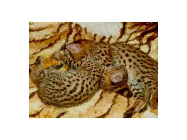 gatinhos-savannah-serval-e-caracal-com-4-semanas-big-0