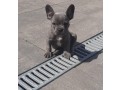 bulldog-frances-azul-com-2-meses-small-1